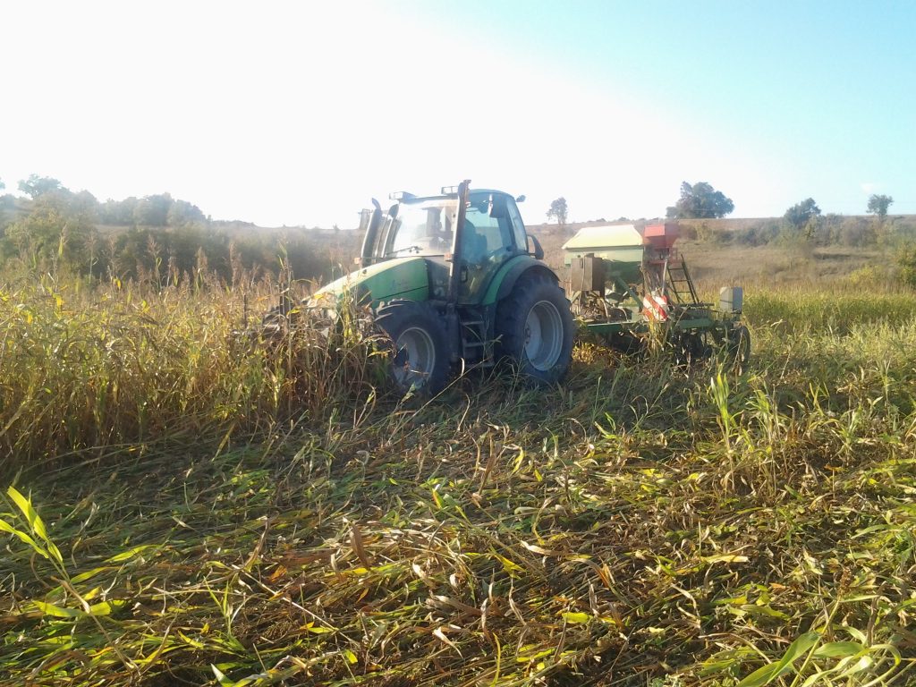 Semis direct sous couvert végétal