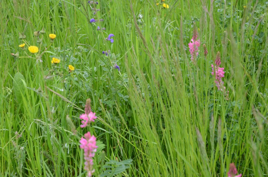 Prairie à flore variée