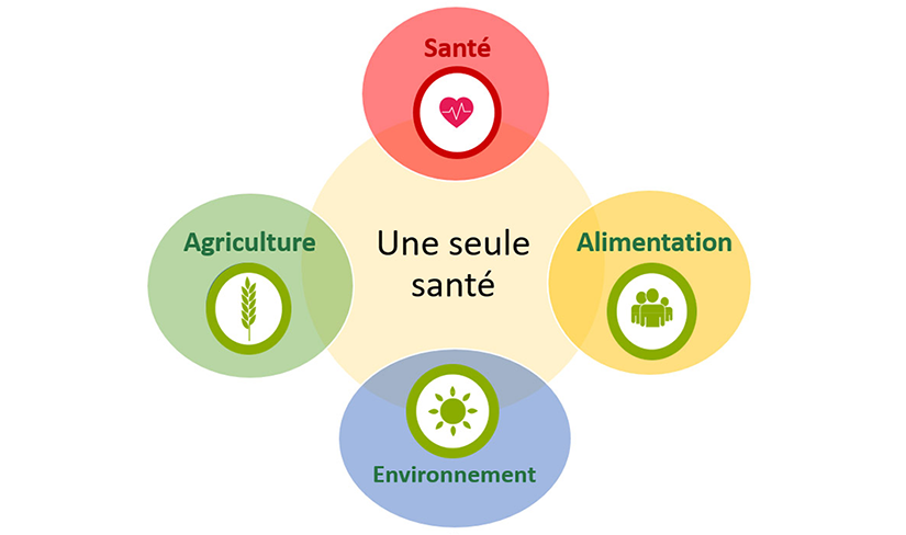 Ce schéma illustre les éléments pris en compte dans le concept d'une seule santé : santé, agriculture, alimentation et environnement