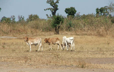 Agro Sylvo pastoralime
