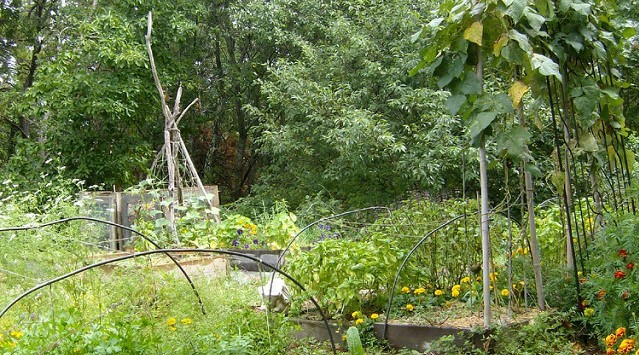 Permaculture3