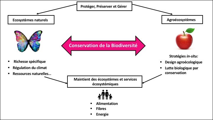 Conservation Biodiversité
