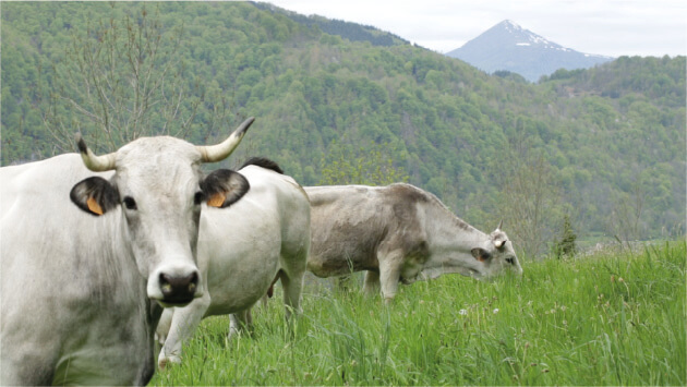 vaches