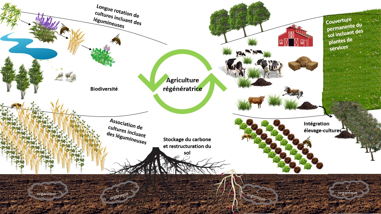Agriculture régénératrice