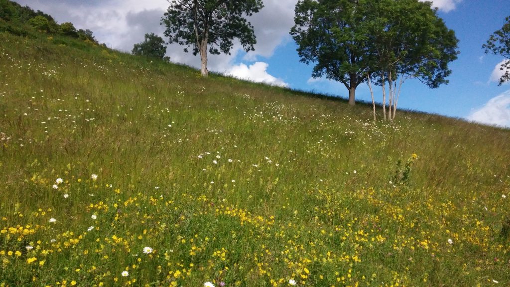 Grassland-plant-diversity
