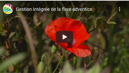 vidéo Gestion intégrée de la flore adventice