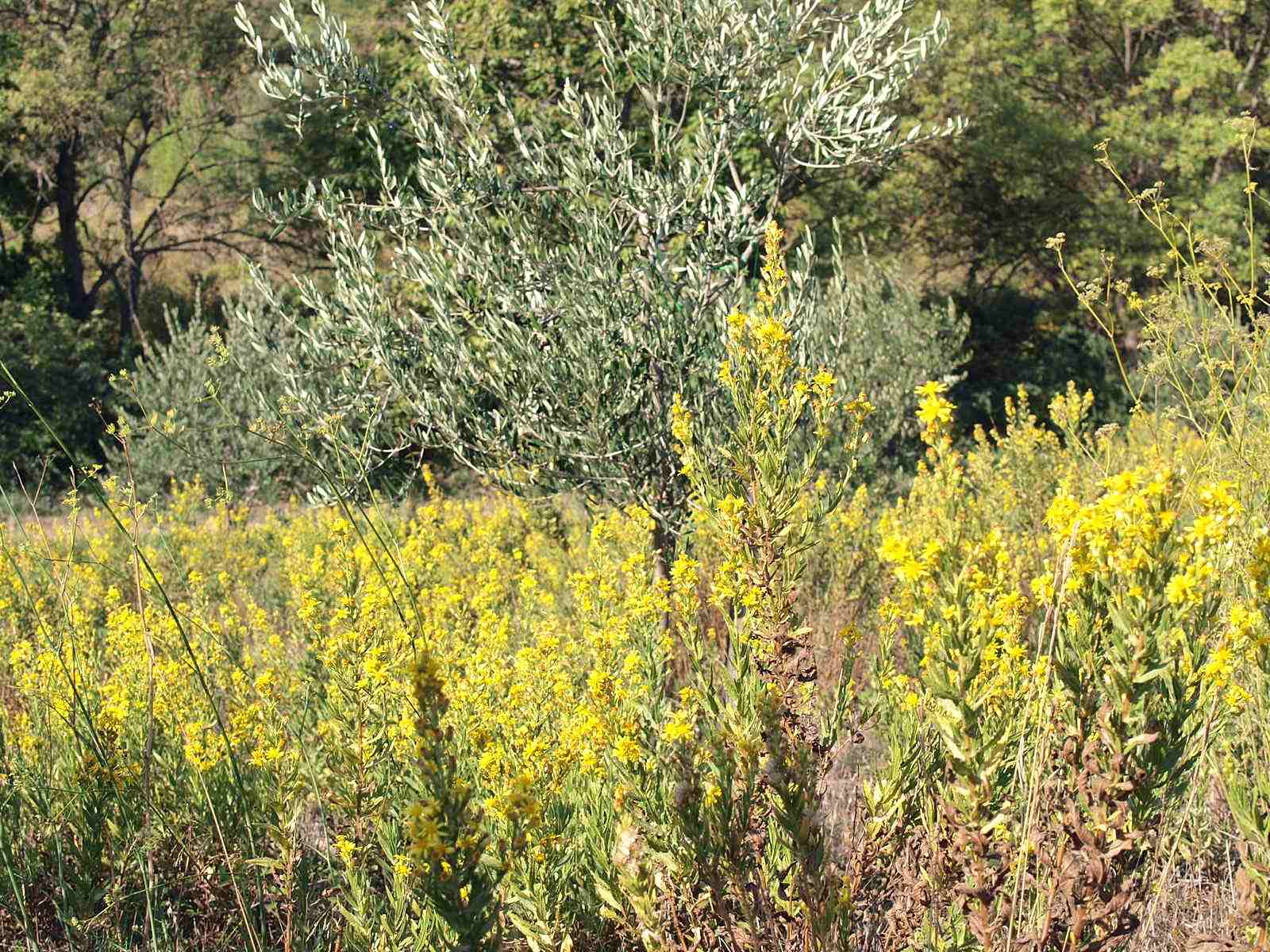 Inules in olive grove