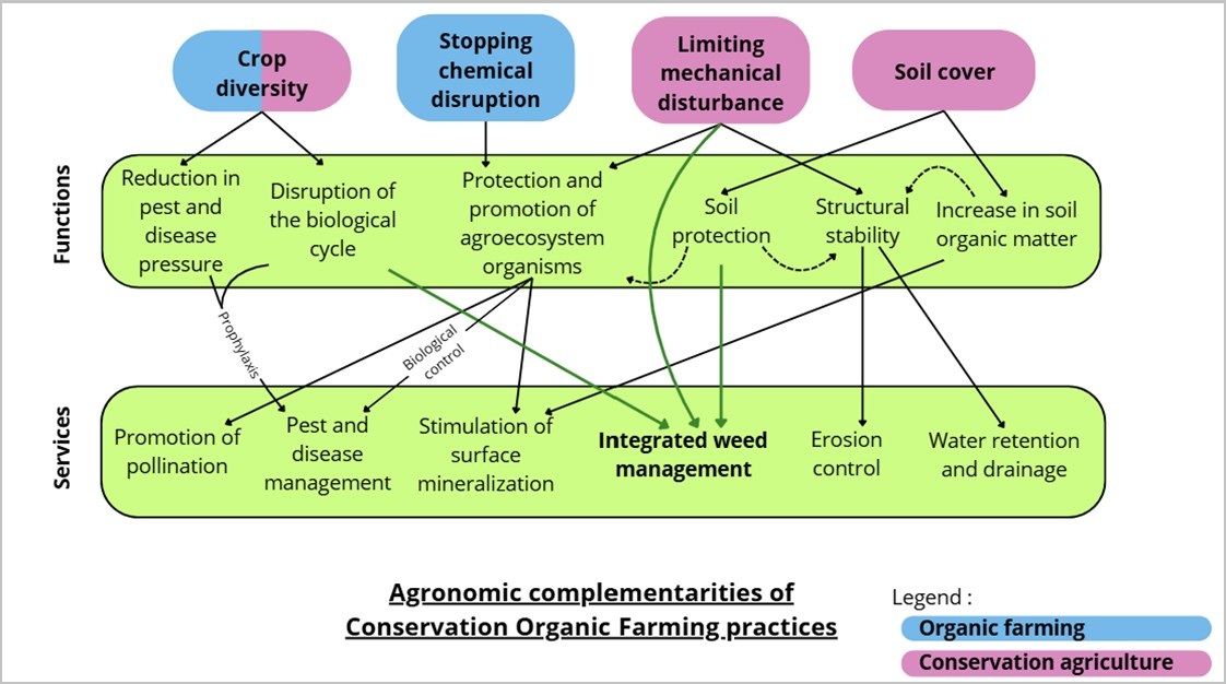 Agronomic complementaries of conservation organic farming practices : crop diversity, stopping chemical disruption, limiting mechanical disturbance, soil cover.