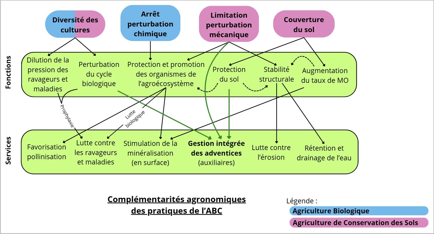 Complémentarités agronomiques des pratiques de l'agriculture biologique de conservation : diversité des cultures, arrêt de la perturbation chimique, limitation de la perturbation mécanique, couverture du sol.