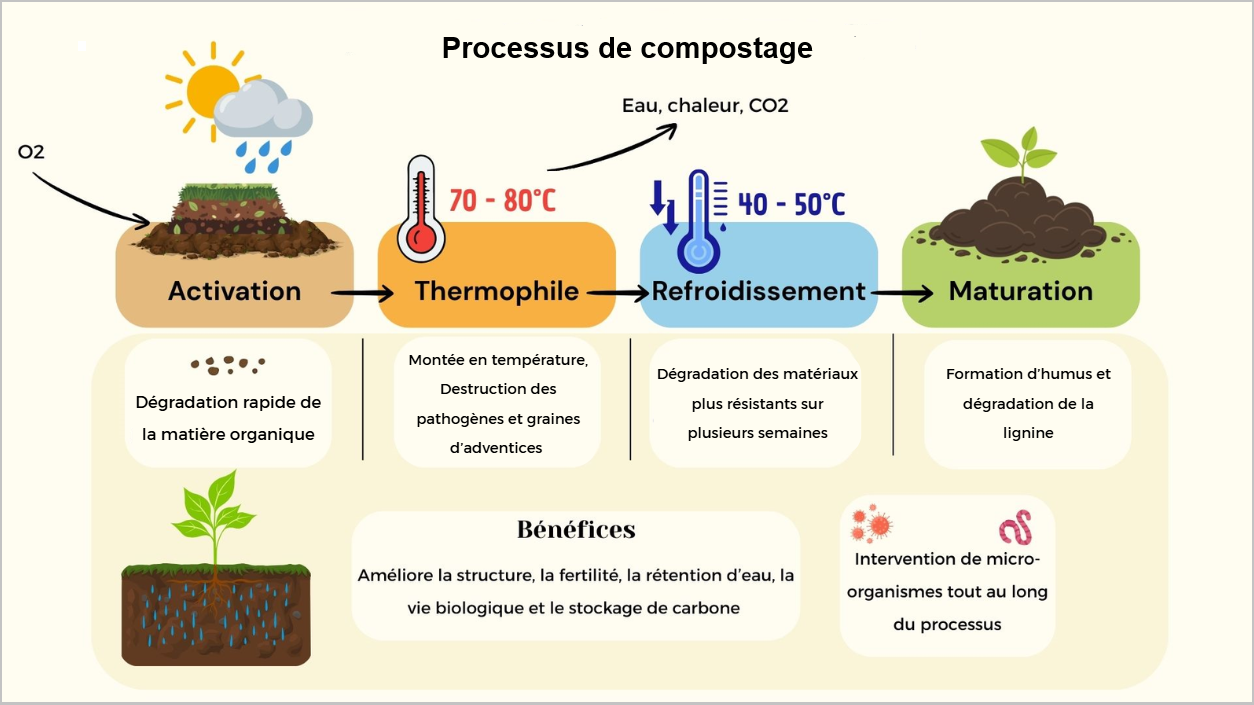 Processus de compostage : Activation (dégradation rapide de la matière organique), Thermophile (montée en température, destruction des pathogènes et graines d'adventices), refroidissement (dégradation des matériaux plus résistants sur plusieurs semaines) et maturation (formation d'humus et dégradation de la lignine).