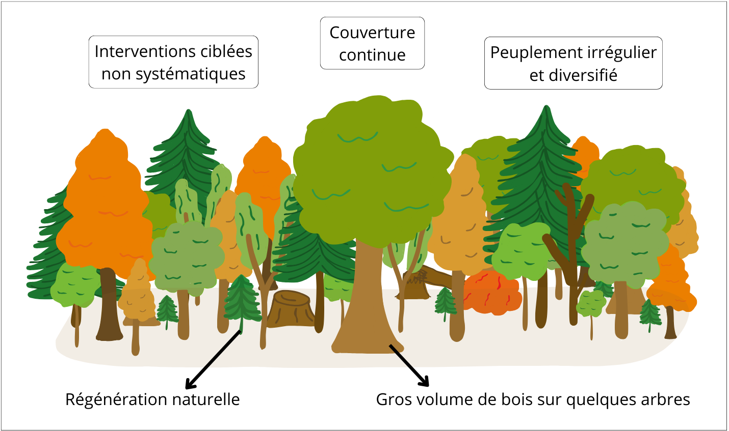 Exemple de parcelle en sylviculture proche de la nature.