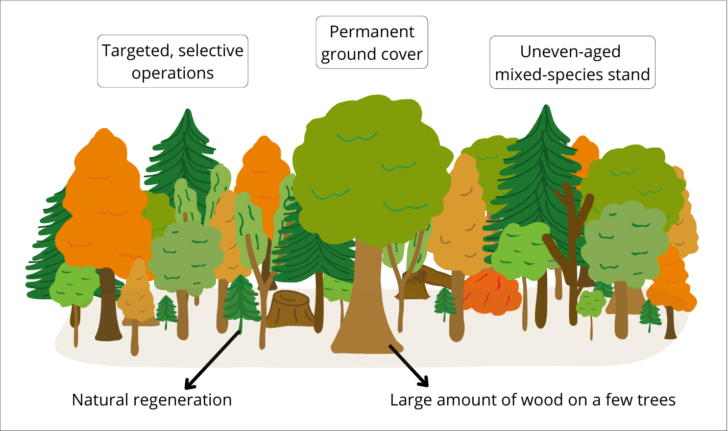 Example of a close-to-nature forestry plot.